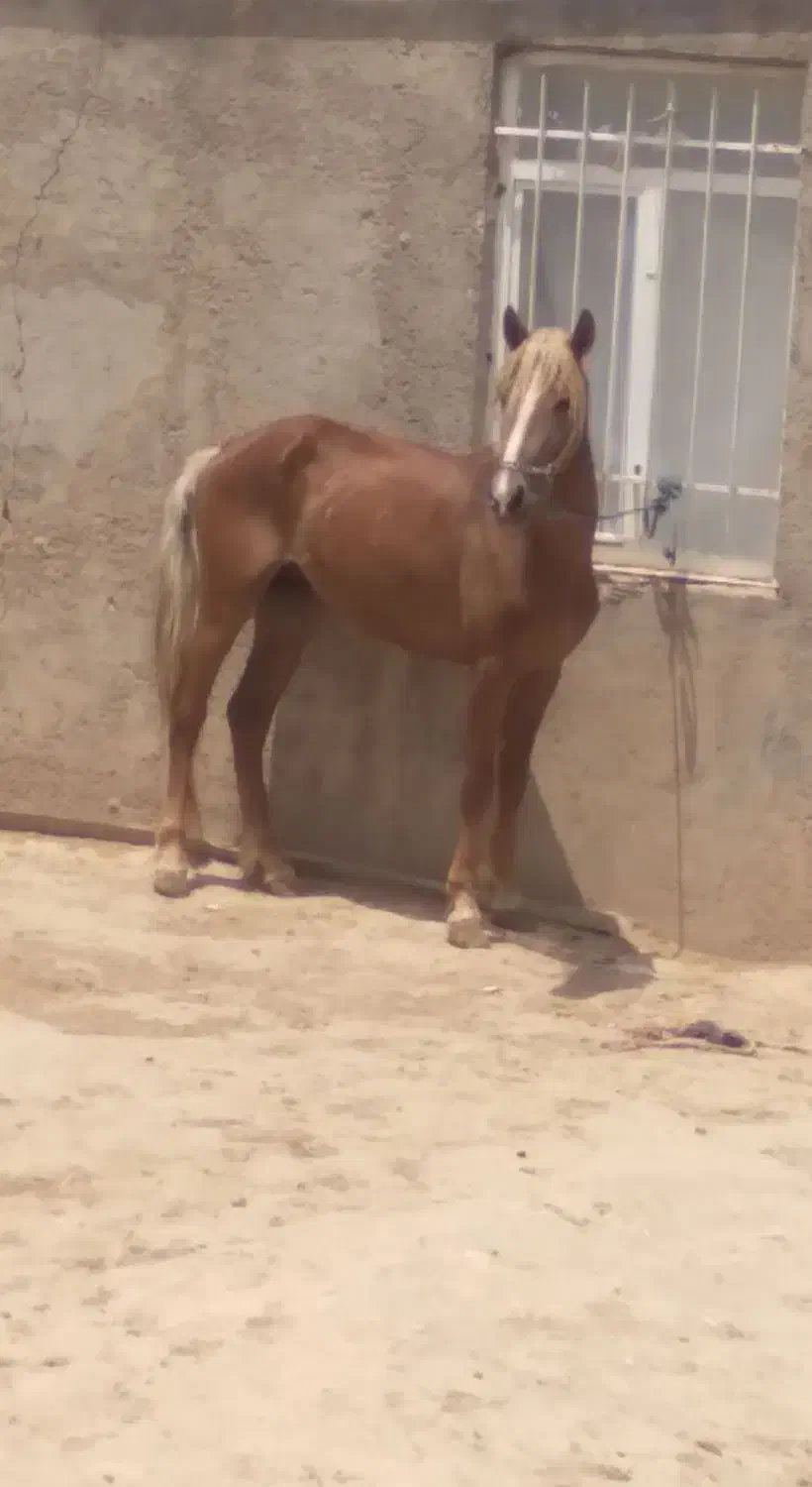 اسب نریون|اسب و تجهیزات اسبسواری|شیروان (خراسان), |دیوار