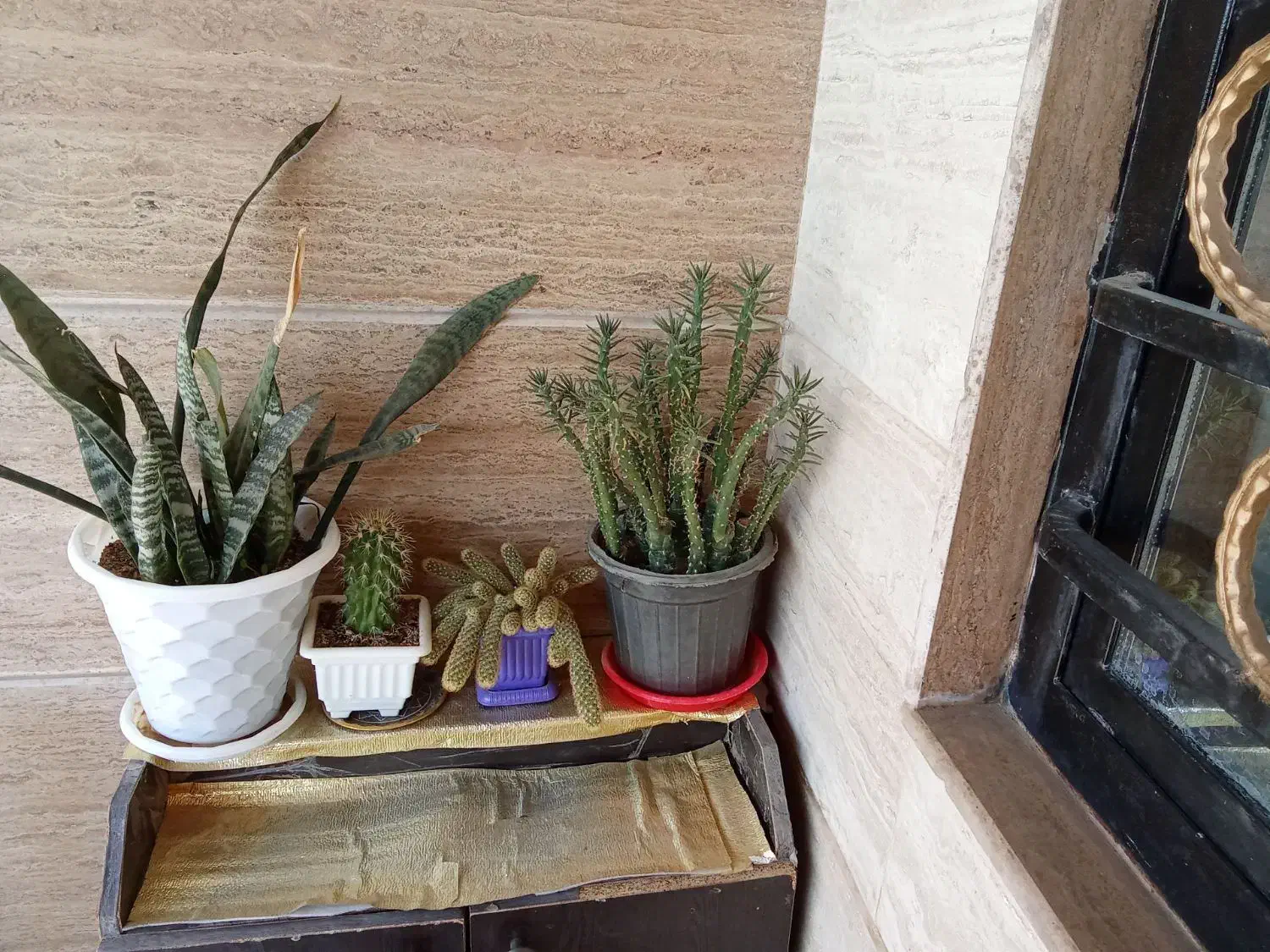 گل وگیاه|گل و گیاه طبیعی|خرمدره, |دیوار