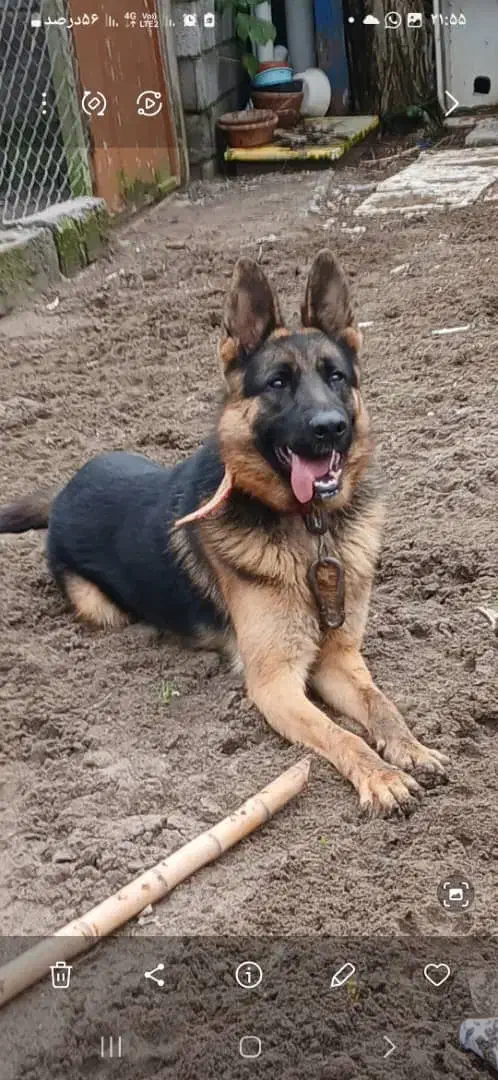 سگ  ژرمن  1.5 ساله|سگ|کیاشهر, |دیوار