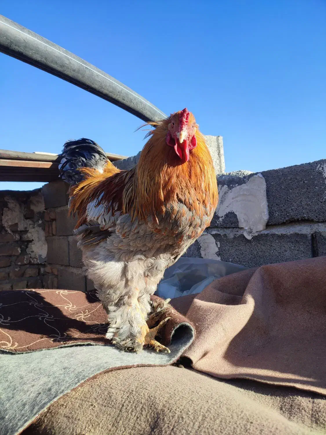 مرغ و خروس برهما|حیوانات مزرعه|رباط‌کریم, رباط‌کریم|دیوار