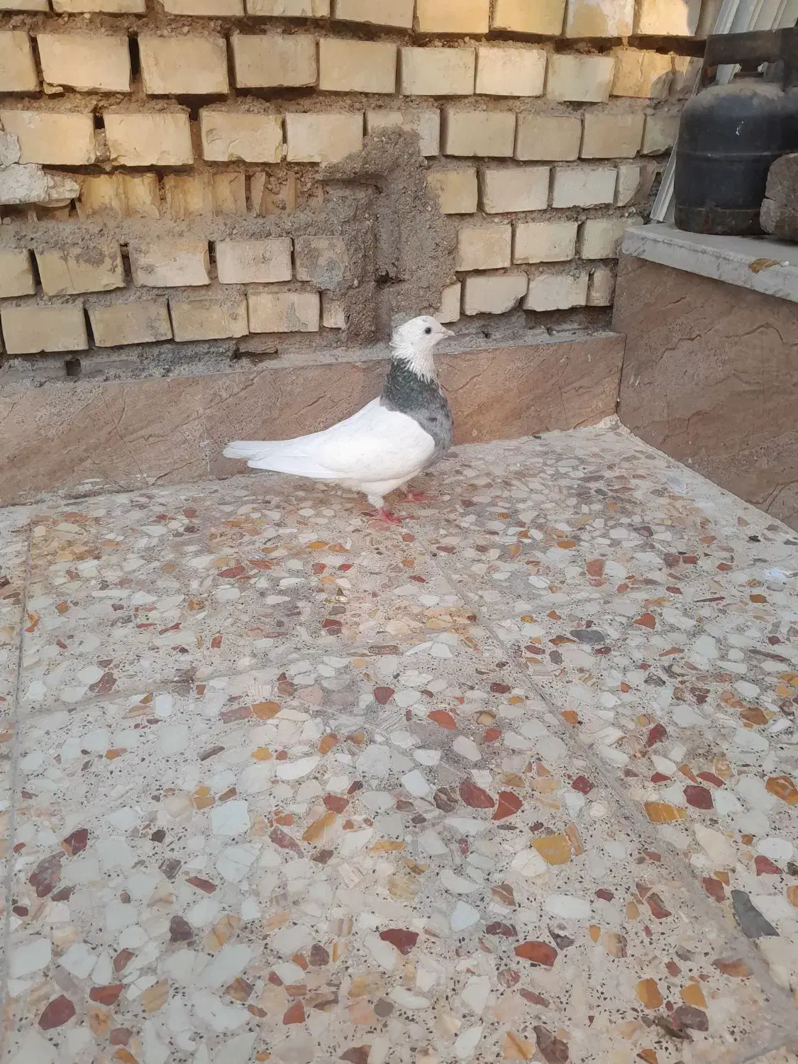 کبوتر|پرنده|باوی, |دیوار