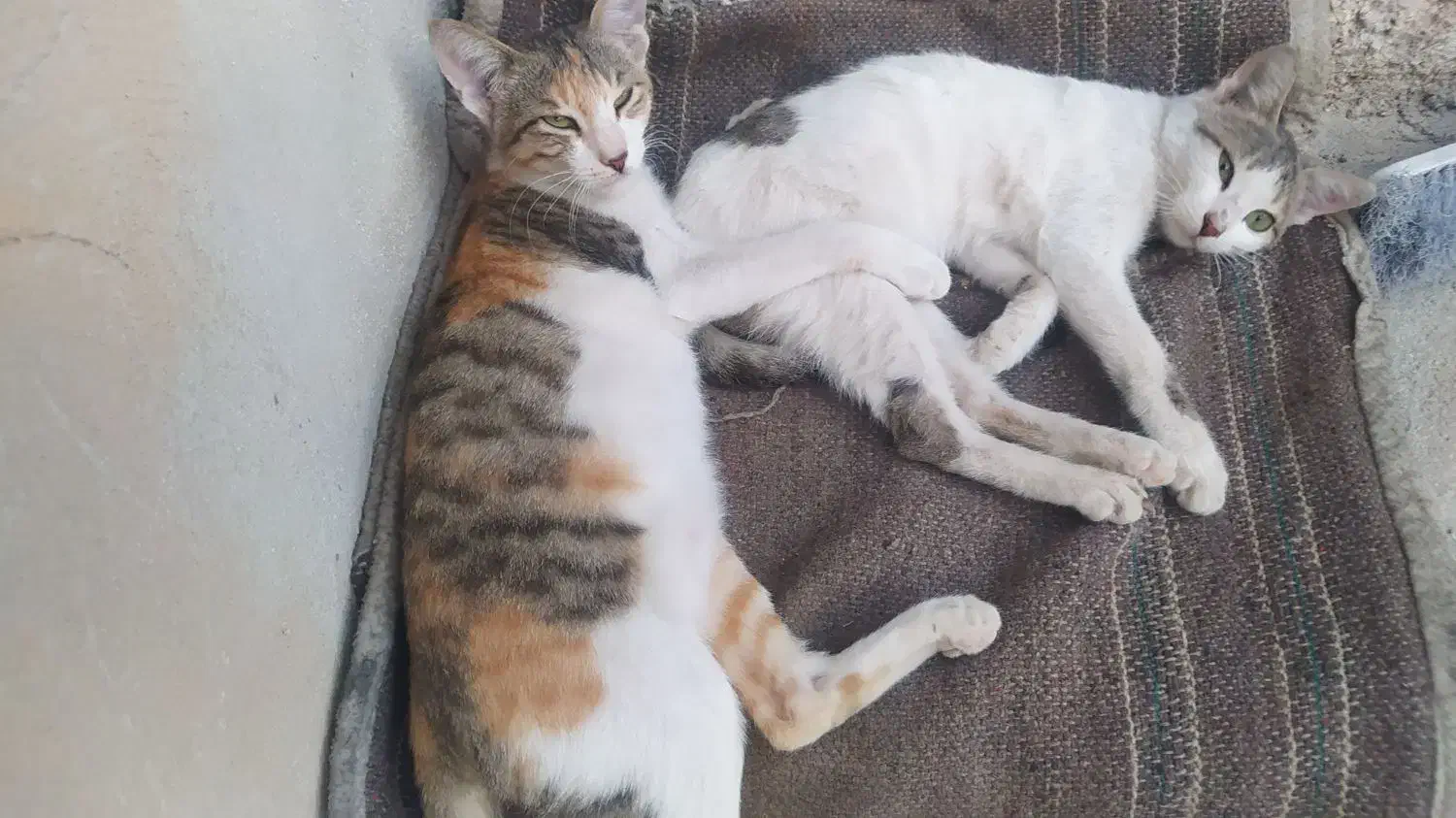 عروسک گربه|اسباب‌بازی بچه|برازجان, |دیوار