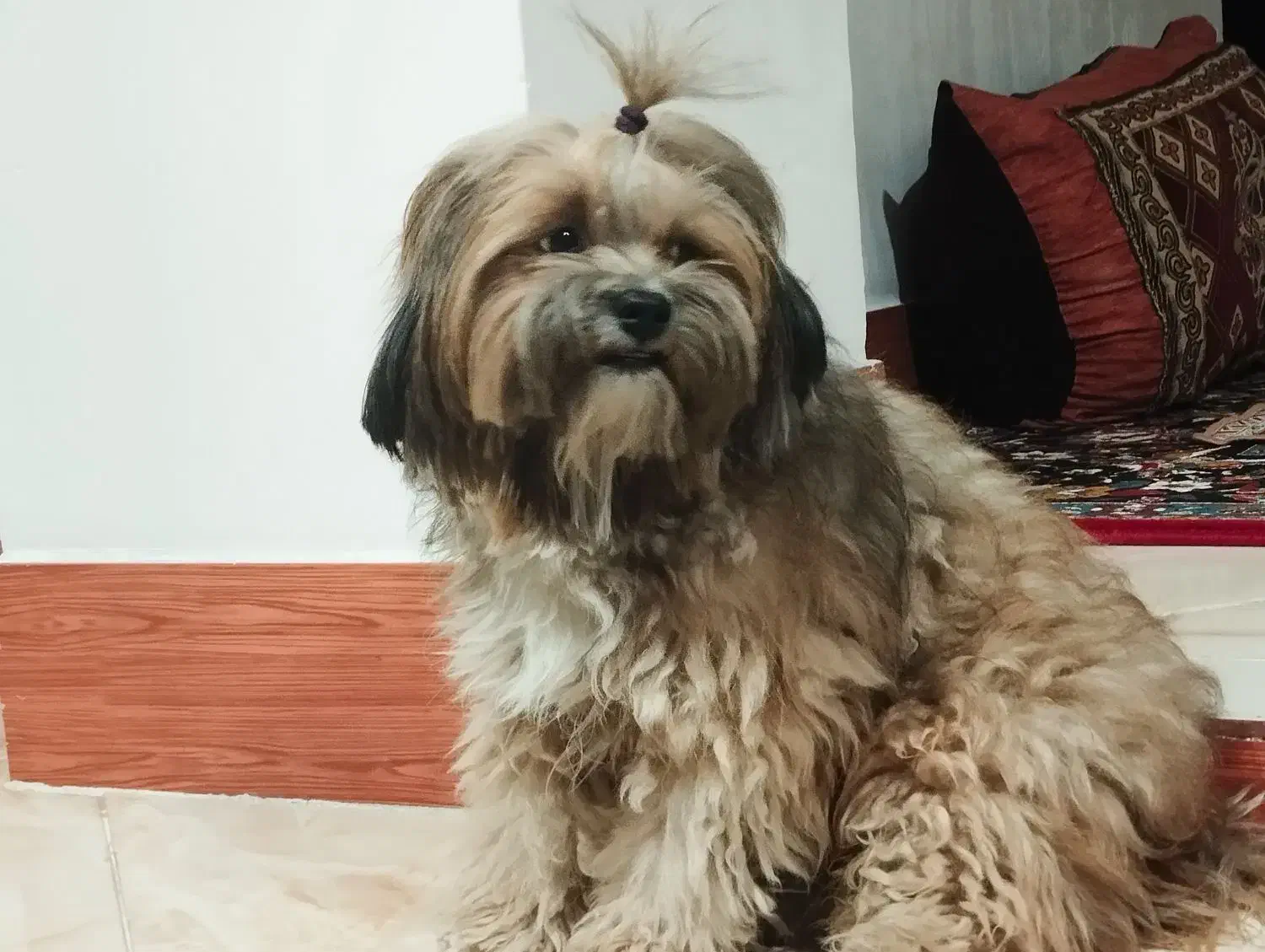 گمشده پاپی|سگ|کیار, |دیوار