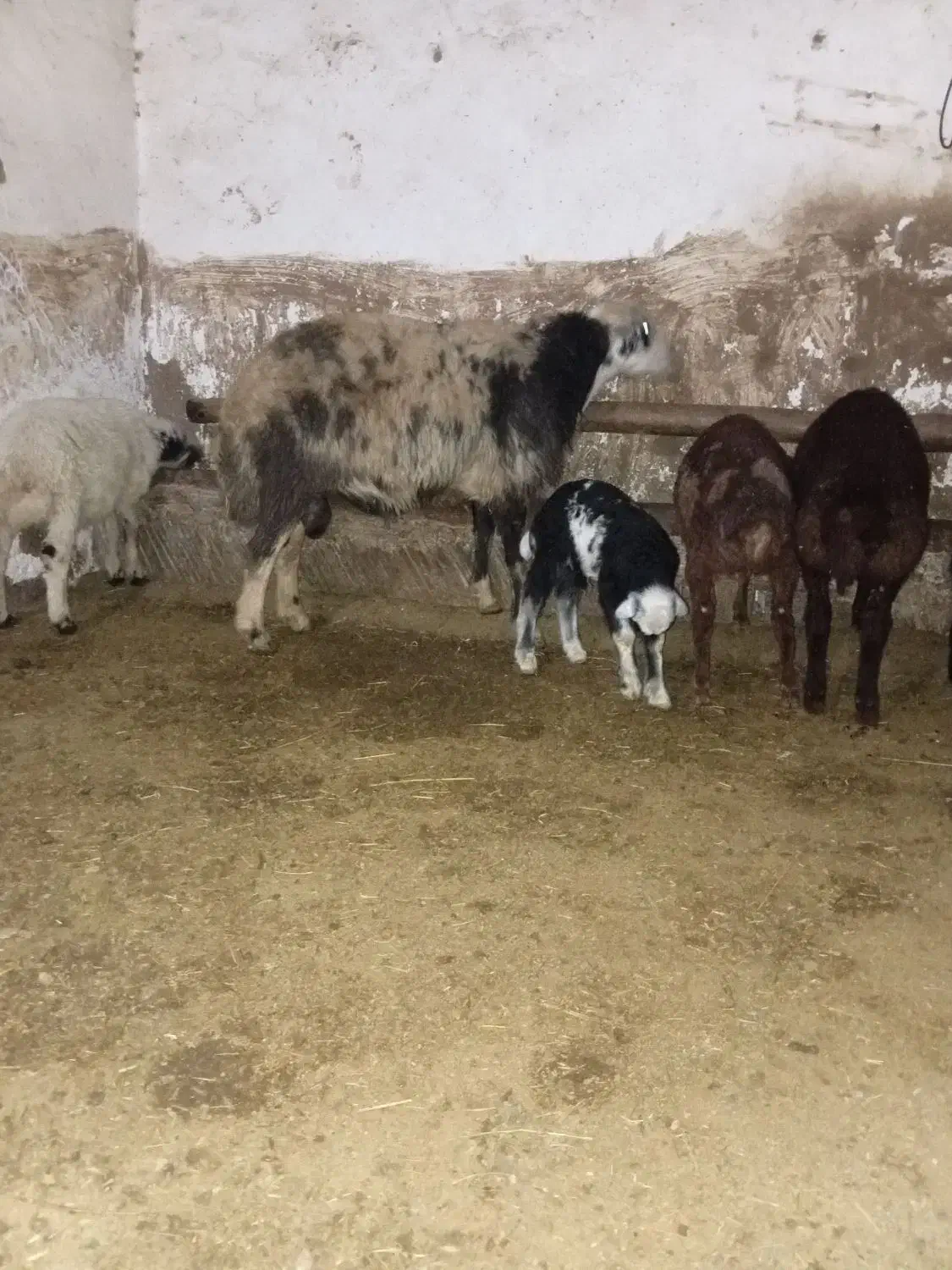 قوچ درجه یک|حیوانات مزرعه|حسین آباد, |دیوار