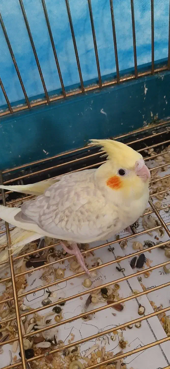 عروس هلندی|پرنده|محمدشهر, شهرک چمران|دیوار