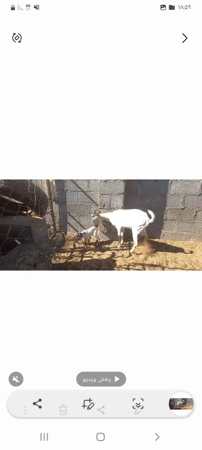 فروش بز دورگ سومال تازه زاییده|حیوانات مزرعه|جناح, |دیوار