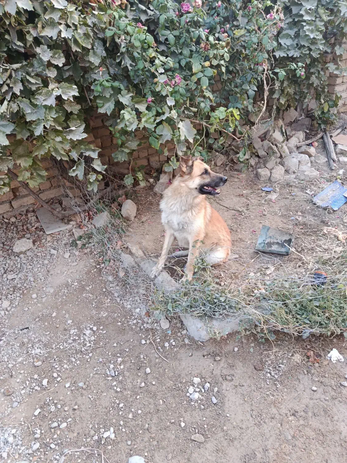 ژرمن|سگ|شیروان (خراسان), |دیوار