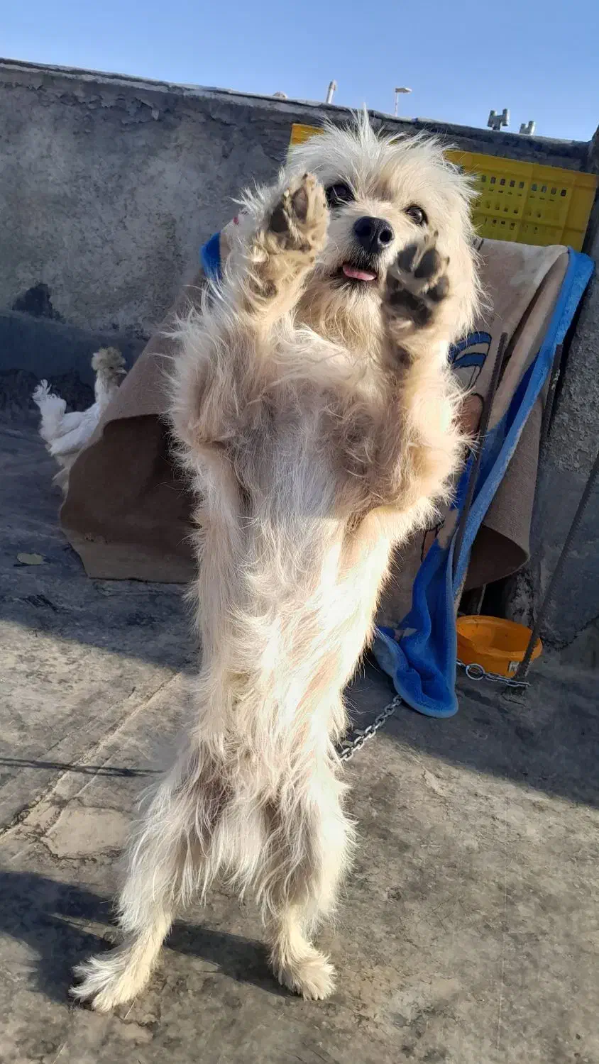 سگ شیتزو|سگ|فرخشهر, |دیوار