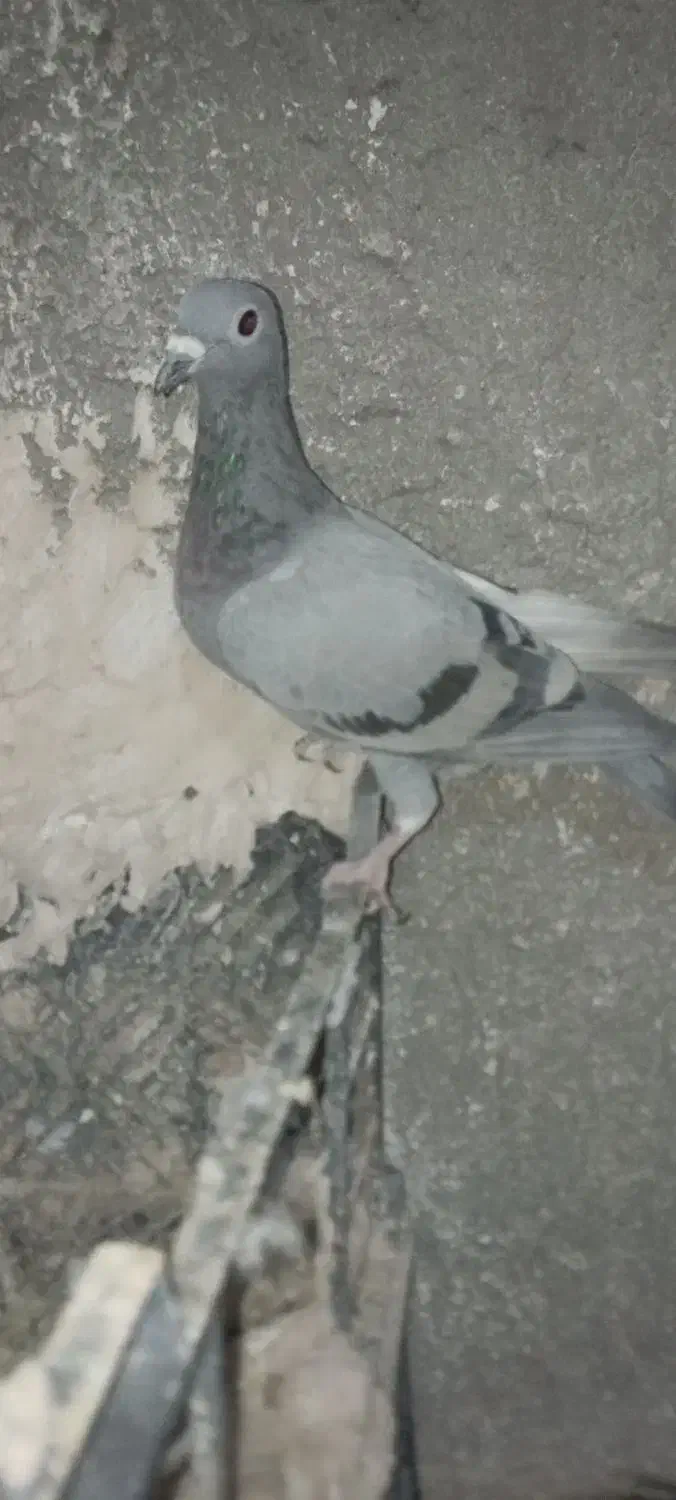 کبوتر|پرنده|سلامی, |دیوار