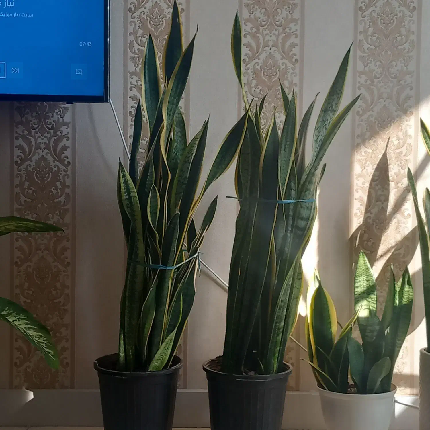 گل طبیعی وسرحال|گل و گیاه طبیعی|تهران, قصر فیروزه ۱|دیوار