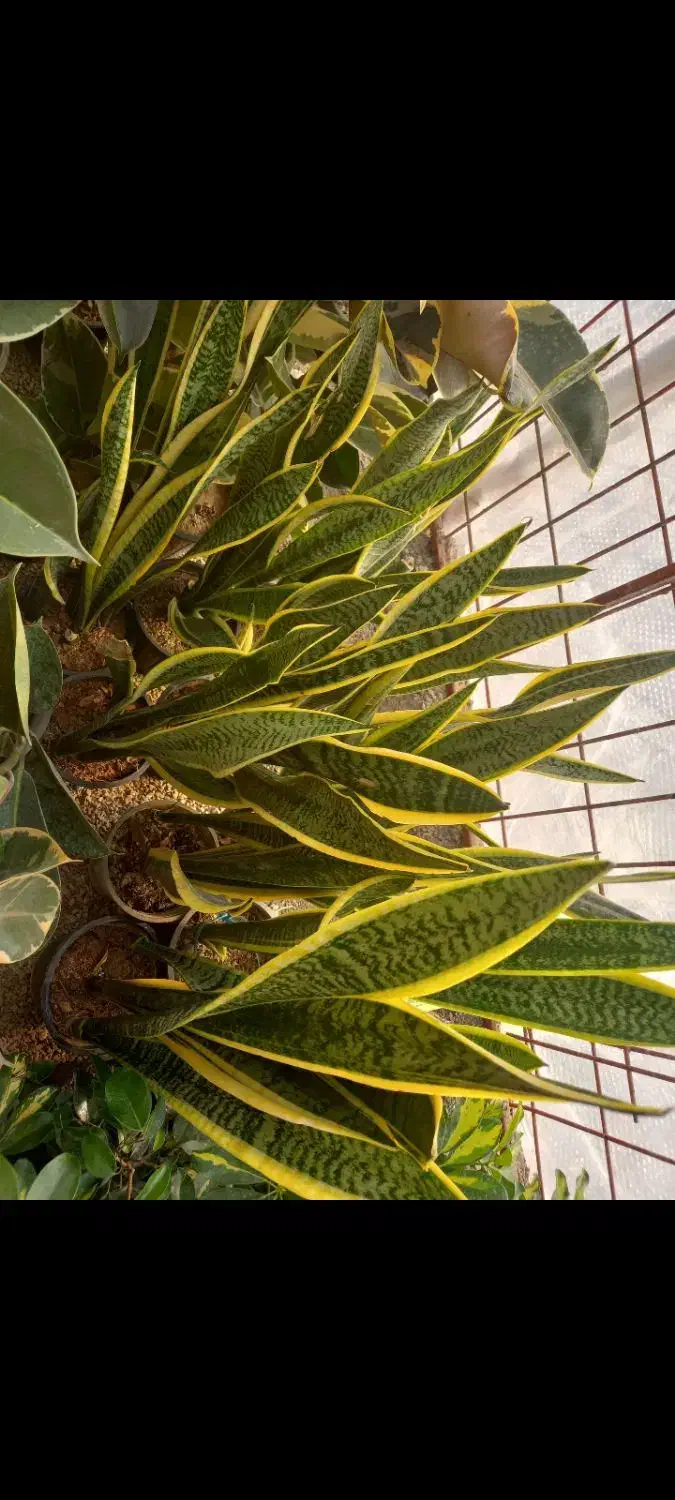 تعدادی گل اپارتمانی|گل و گیاه طبیعی|رامهرمز, |دیوار