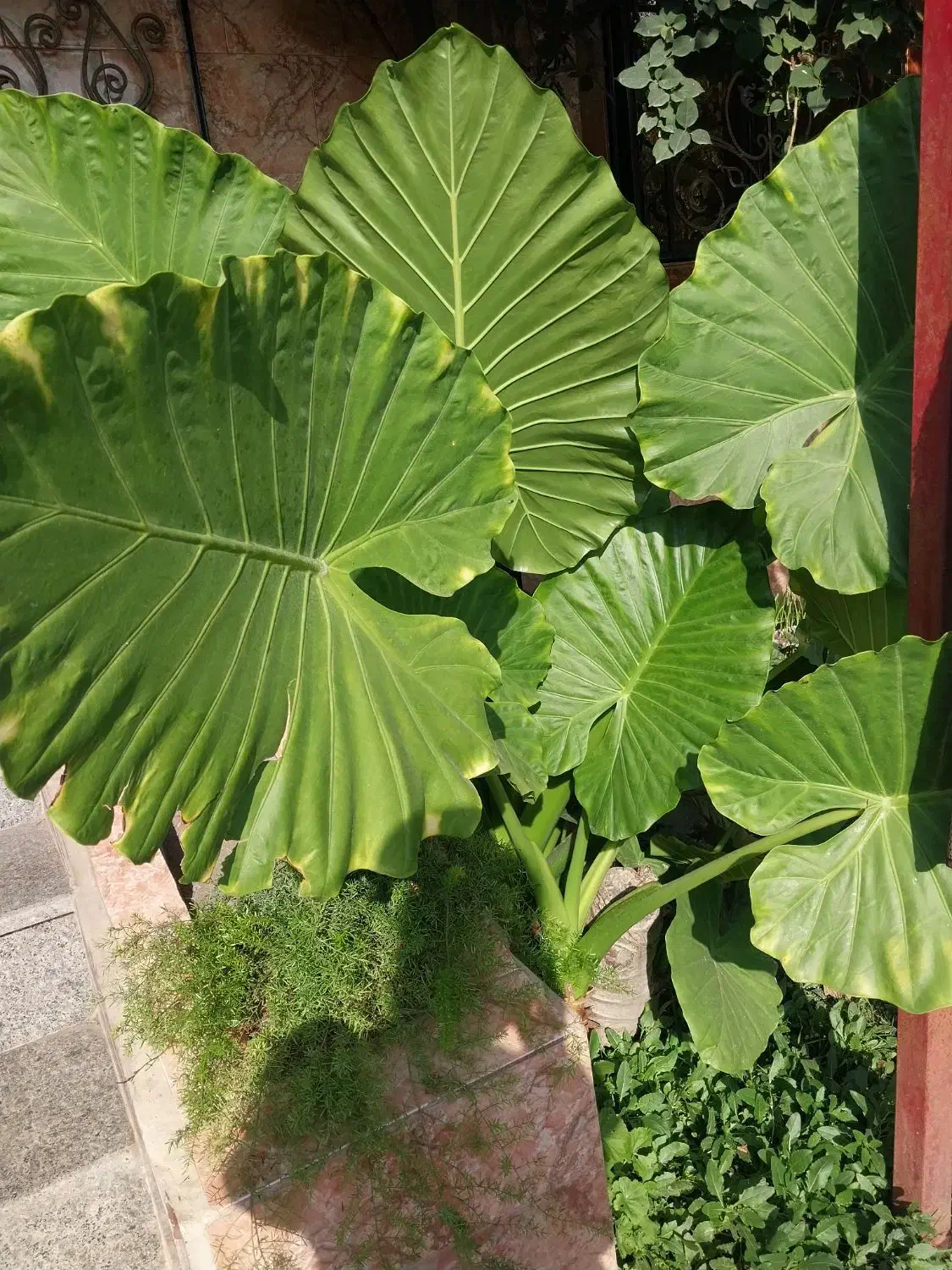 گل بابا آدم|گل و گیاه طبیعی|آستانه اشرفیه, |دیوار