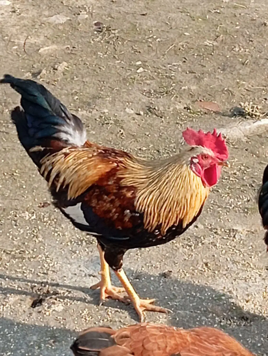 خروس|حیوانات مزرعه|نگین شهر, |دیوار