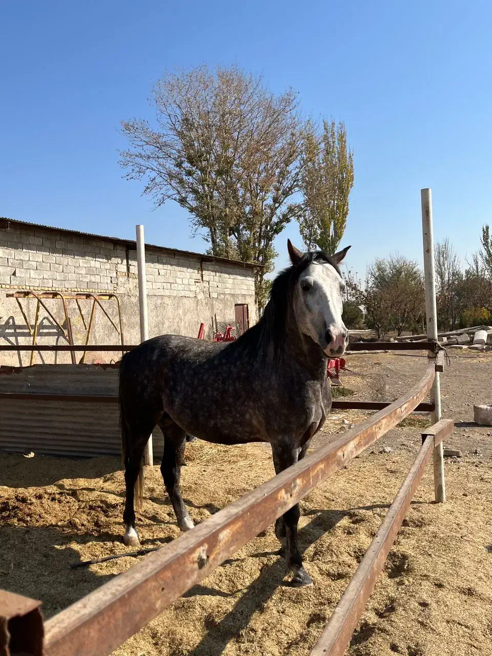 اسب|اسب و تجهیزات اسب‌سواری|بشاریات, |دیوار