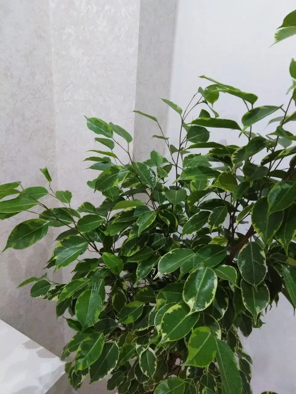 گل بنجامین بسیار زیبا|گل و گیاه طبیعی|بروجن, |دیوار
