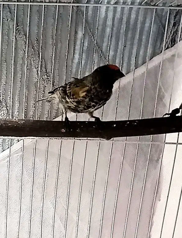 گلبسر نر مست خون قناری سهره|پرنده|مشهد, عبادی|دیوار