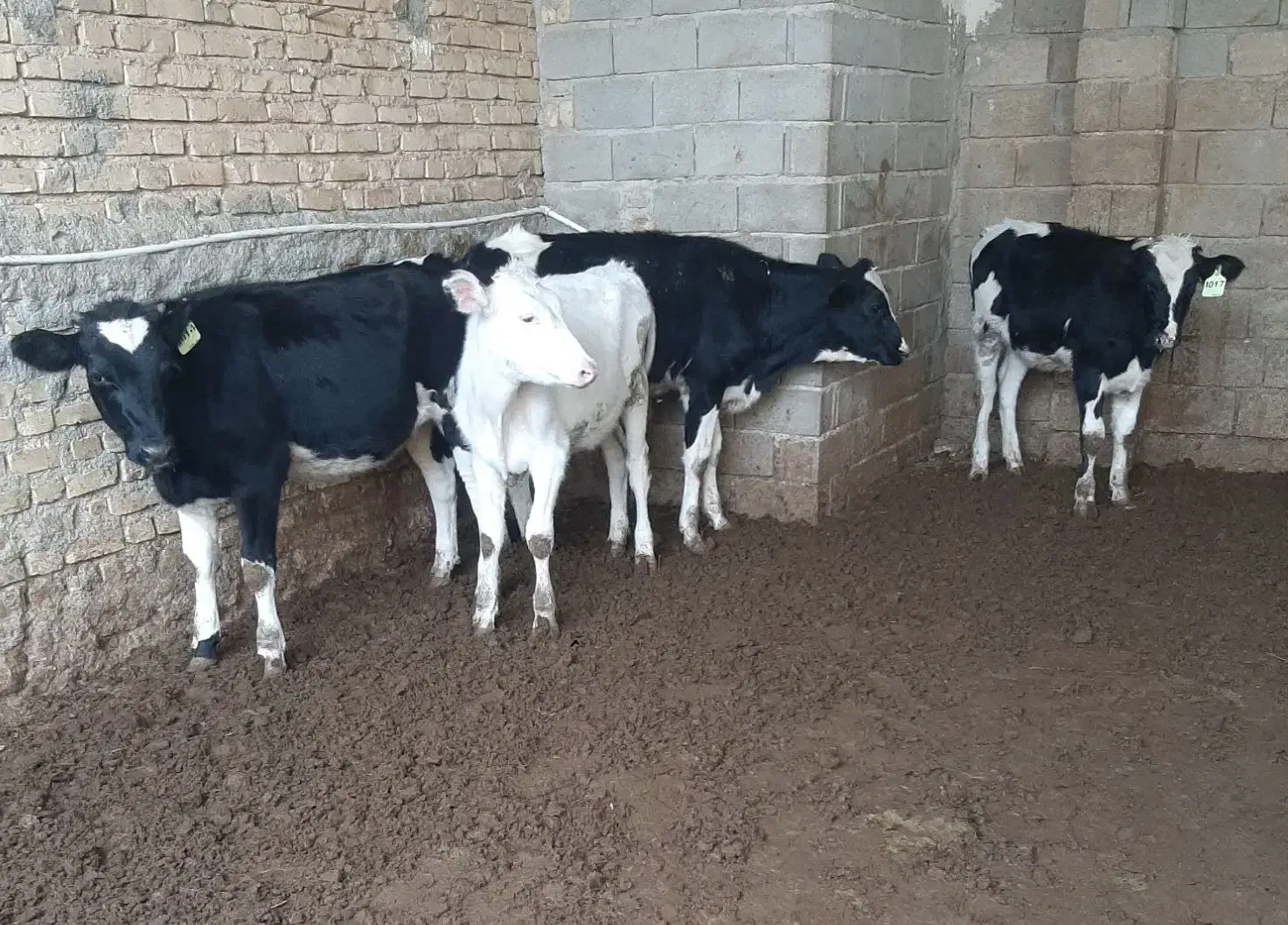 گاو گوساله تلیسه|حیوانات مزرعه|مرودشت, رامجرد یک|دیوار