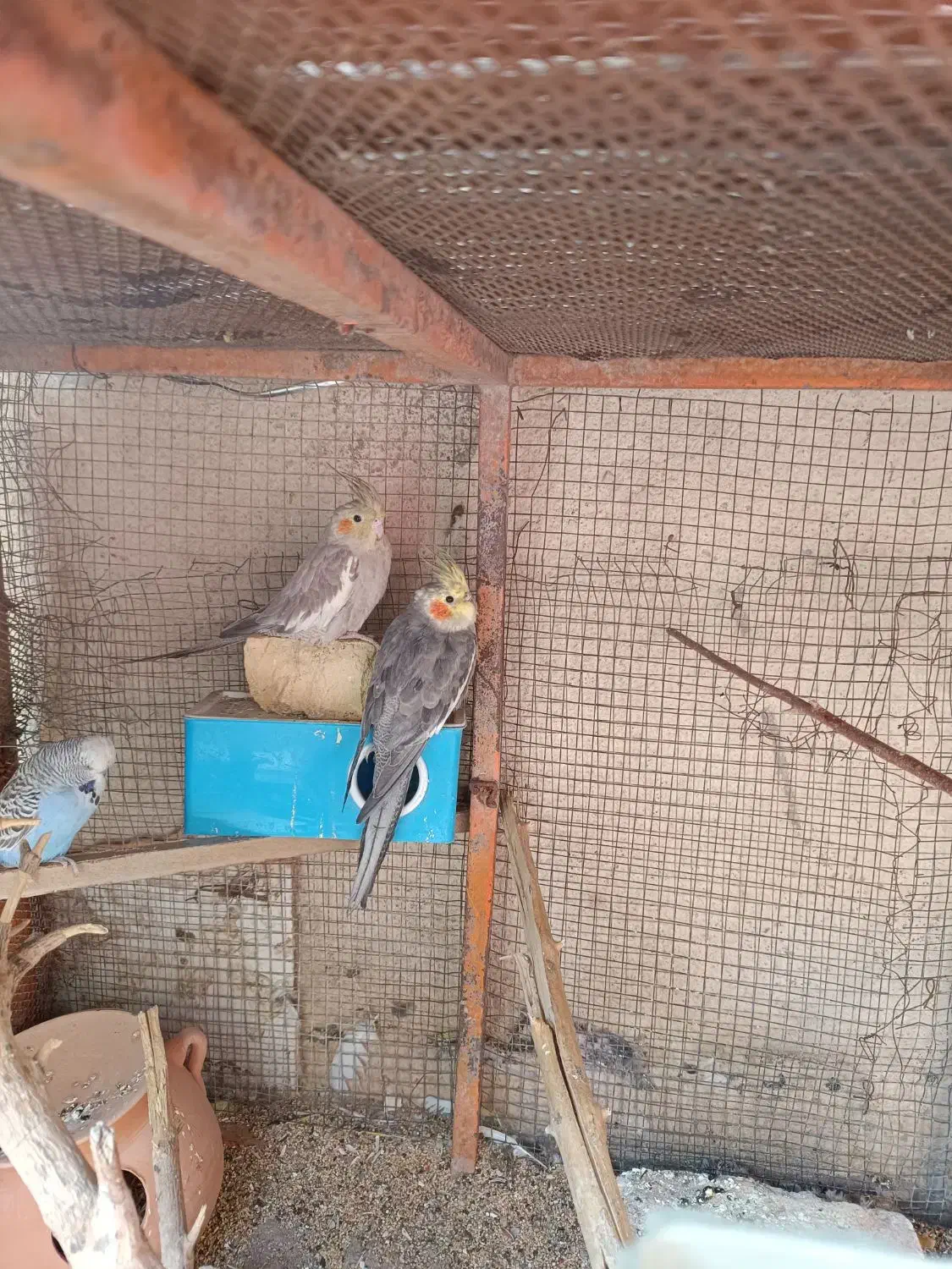 مرغ عشق انگلیسی A.عروس هلندی|پرنده|سیرجان, |دیوار