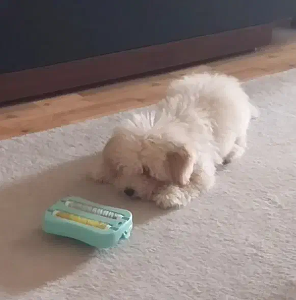 سگ پودل|سگ|تهران, پرستار|دیوار