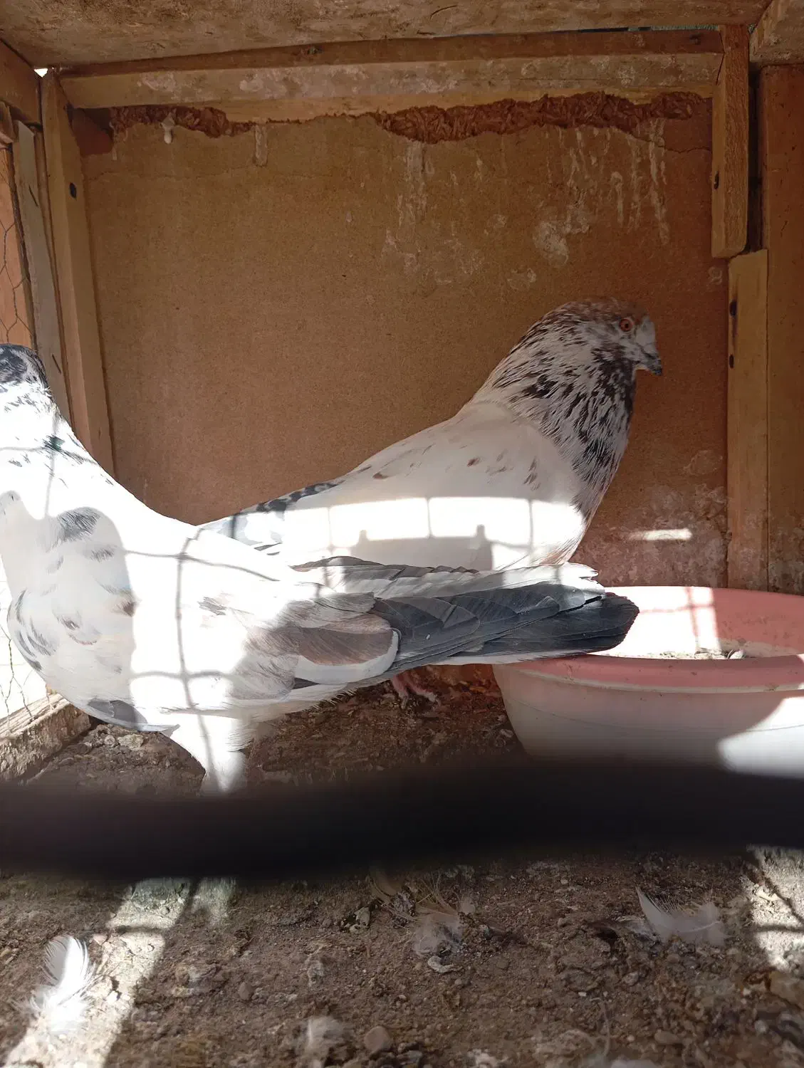 کفتر|پرنده|سیرجان, |دیوار