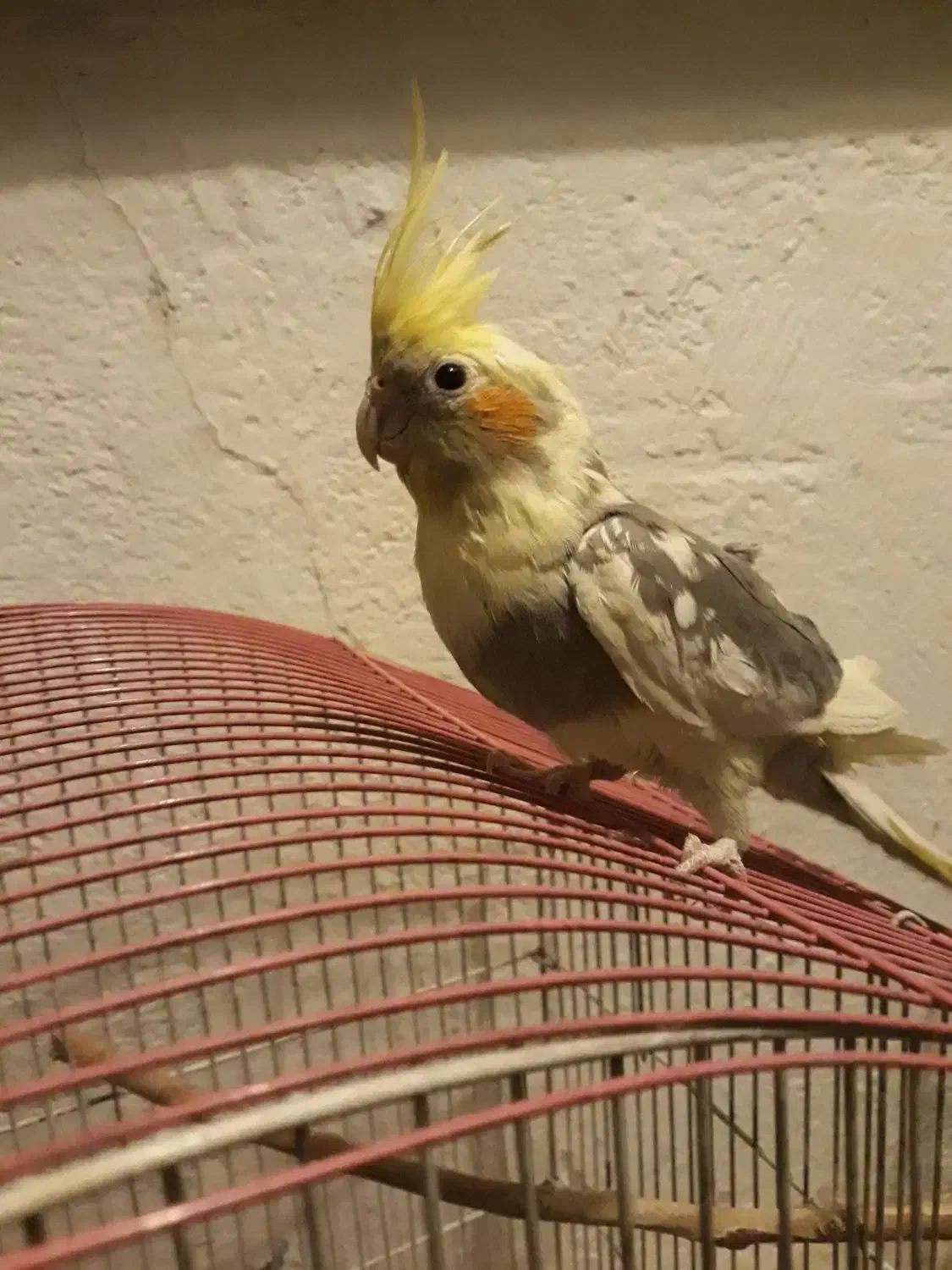 طوطی عروس هلندی مرواریدی|پرنده|اندیشه, اندیشه فاز ۴|دیوار