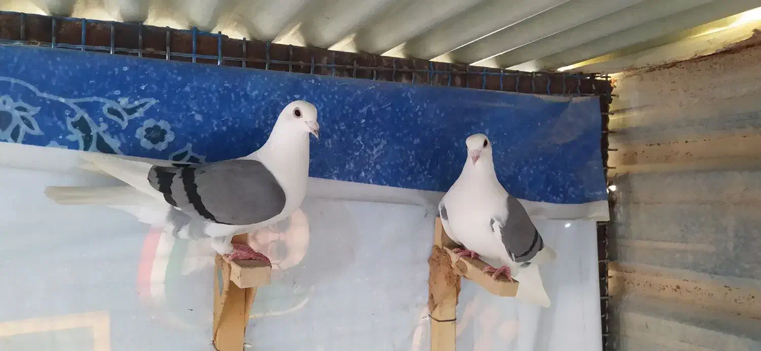 1200 پشتی|پرنده|آبپخش, |دیوار