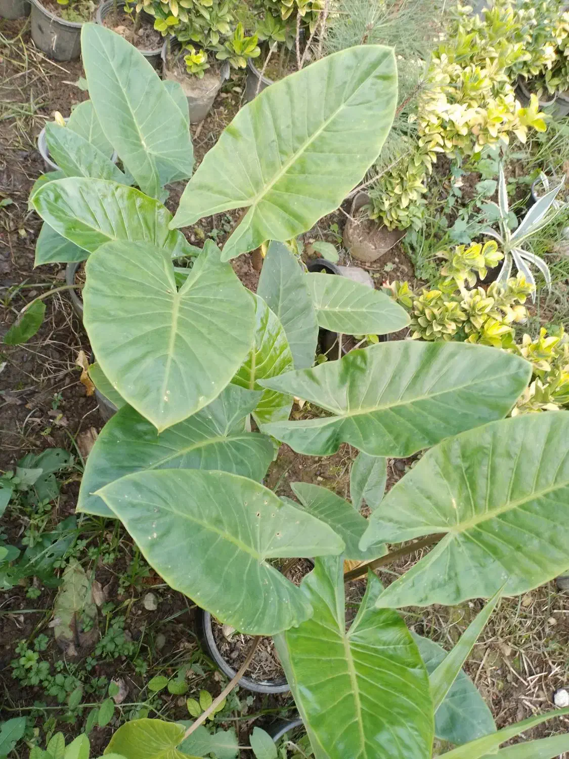 انواع گل حیاطی وداخل منزل|گل و گیاه طبیعی|رامسر, |دیوار