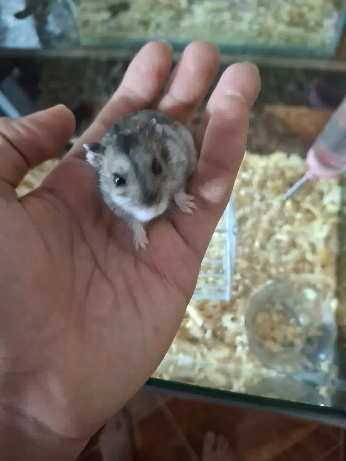 همستر|موش و خرگوش|شهریار, شهرک وائین|دیوار