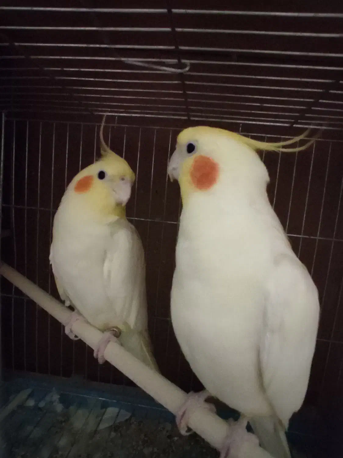 جفت عروس هلندی لوتینو|پرنده|تبریز, |دیوار