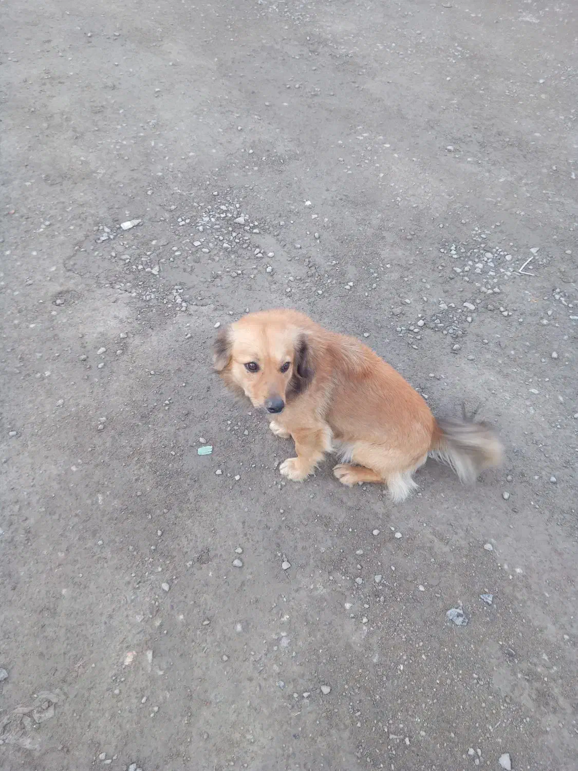 جسی|سگ|تهران, تهران‌نو|دیوار