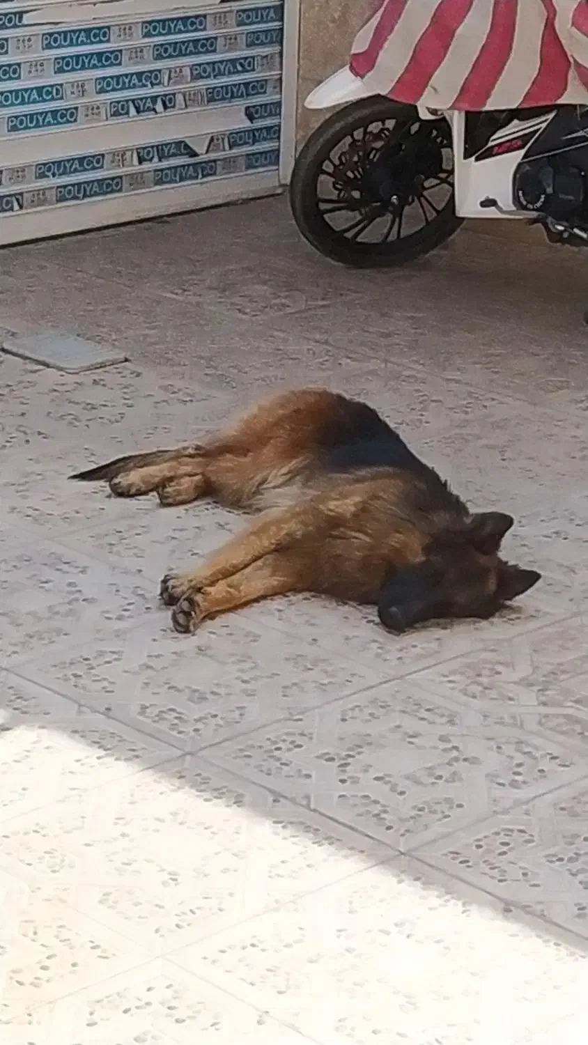 گم شده ژرمن|سگ|کرمان, |دیوار