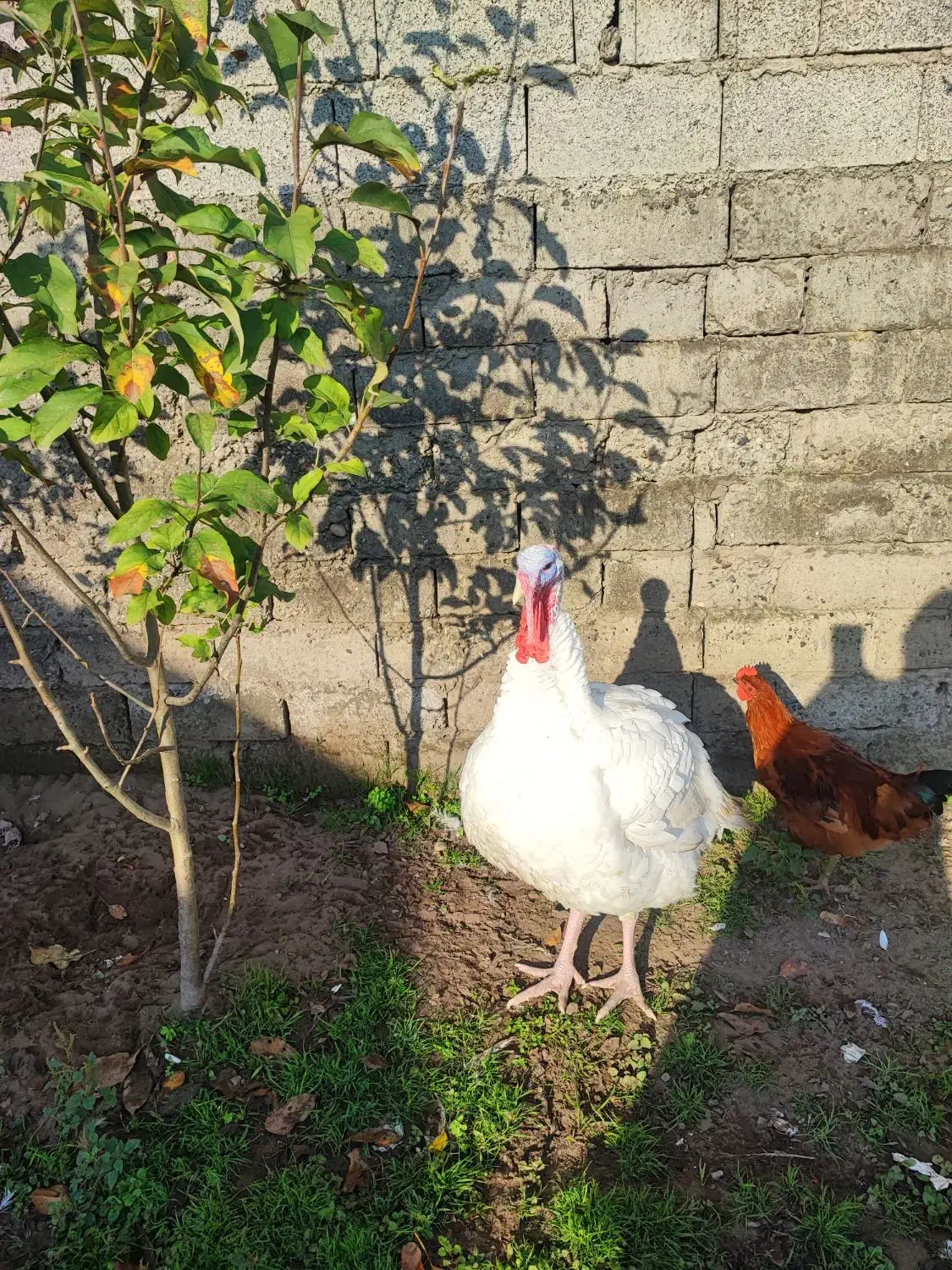 بوقلمون بیوتی|حیوانات مزرعه|کیاشهر, |دیوار