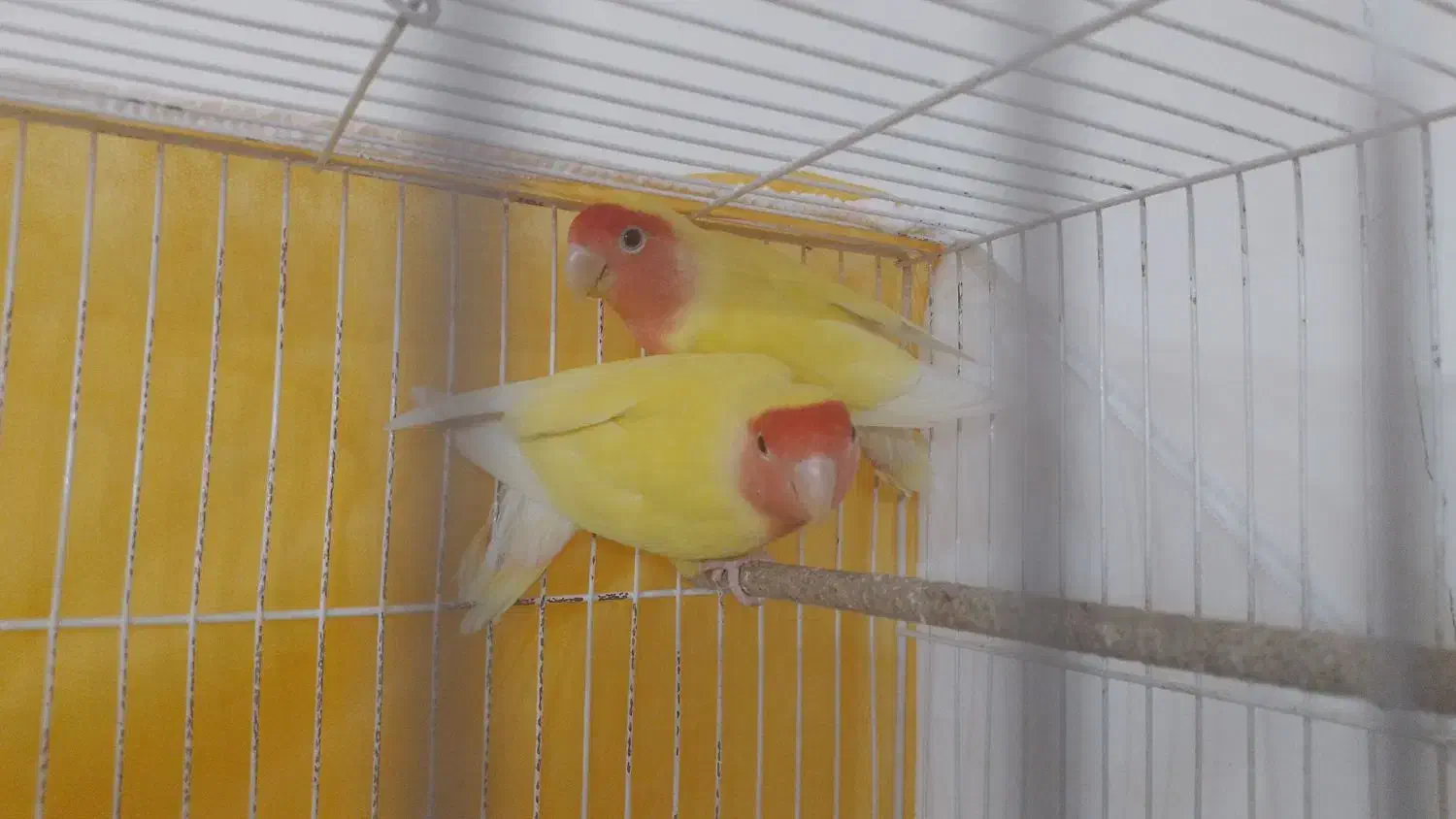 کوتوله|پرنده|مشهد, فرخد|دیوار