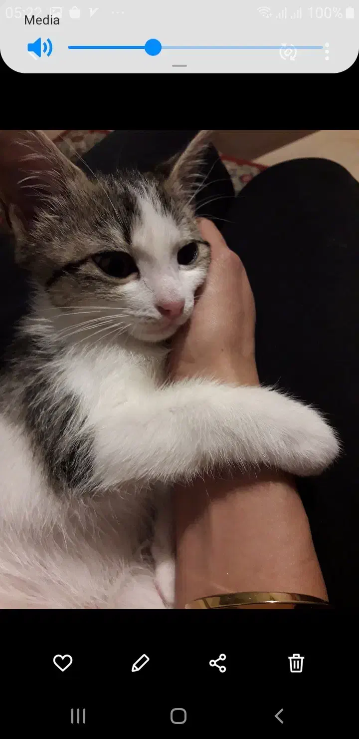 واگذاری|گربه|تهران, اکباتان|دیوار