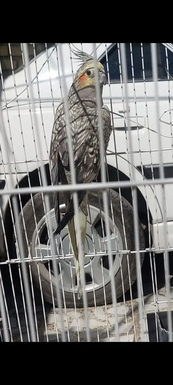 گمشده عروس هلندی|حیوانات|داراب, |دیوار