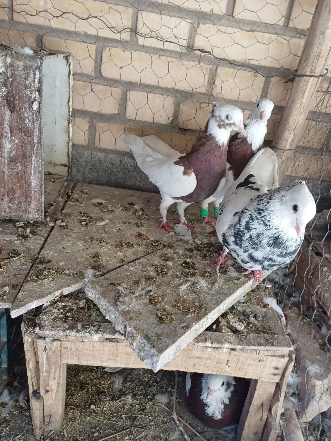 کبوتر|پرنده|ابرکوه, |دیوار