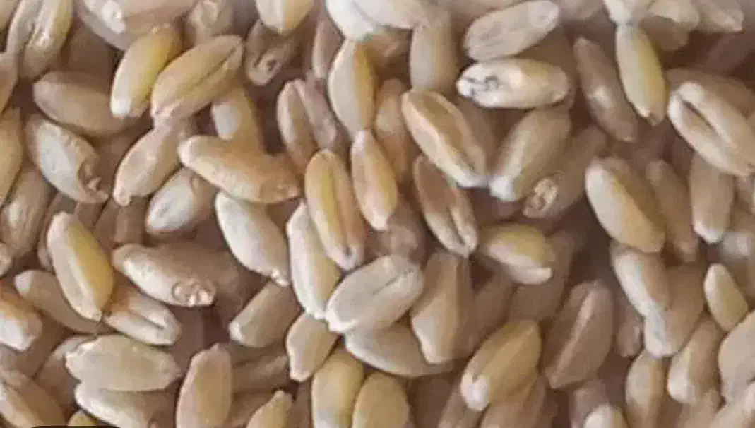 فروش گندم سیروان بذری|لوازم جانبی حیوانات|دره شهر, |دیوار