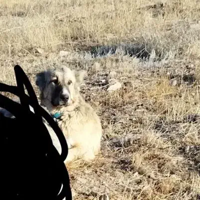 سگ سرابی|سگ|قره پشتلو, |دیوار