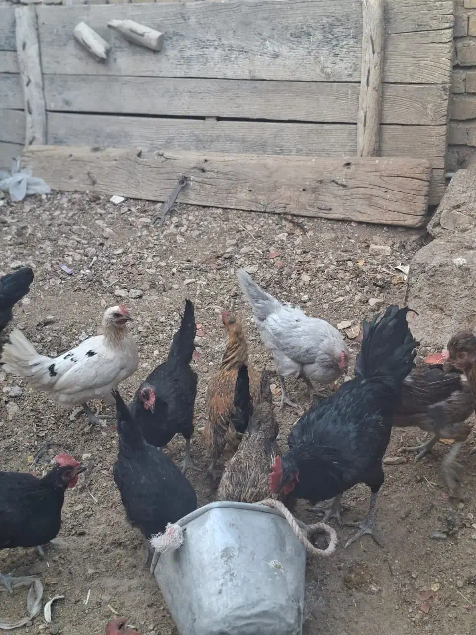 ده‌عددمرغ‌جوان‌تخم‌گذار|حیوانات مزرعه|رونیز, |دیوار