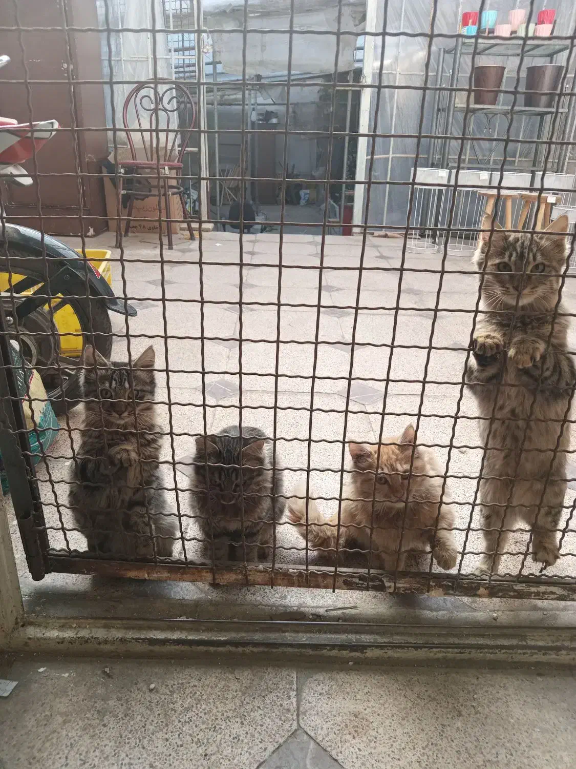 ۳بچه گربه جهت واگذاری ومعاوضه|گربه|همدان, |دیوار