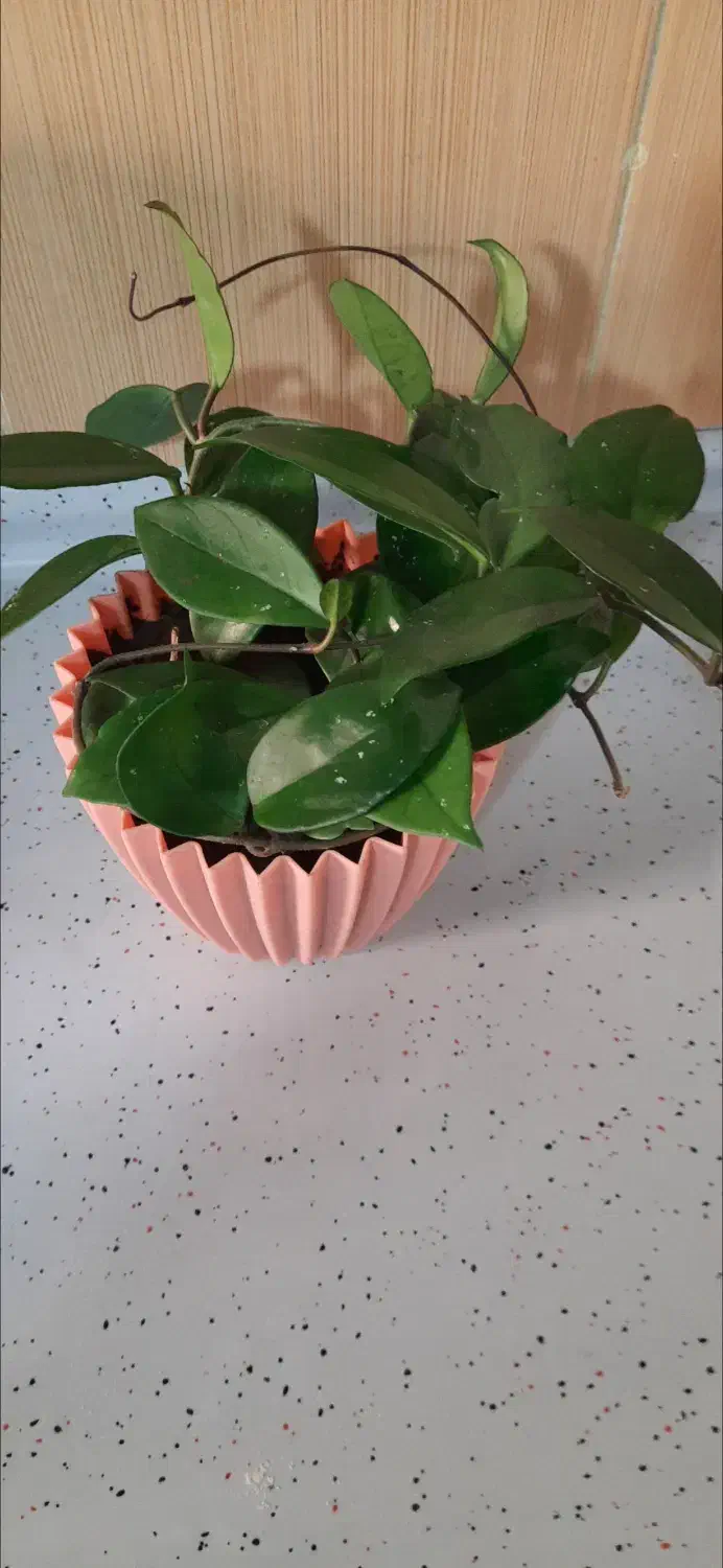 گلهای هویا|گل و گیاه طبیعی|کاشمر, |دیوار