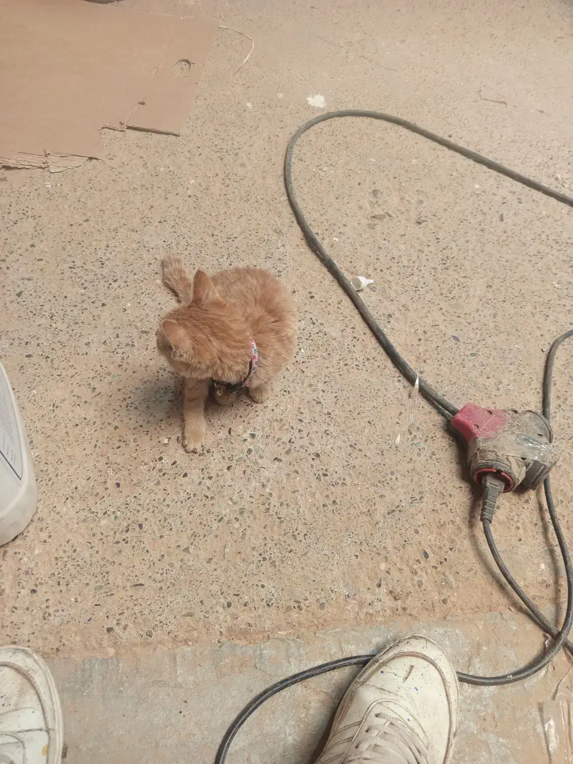 بچه گربه|گربه|ورامین, ورامین|دیوار