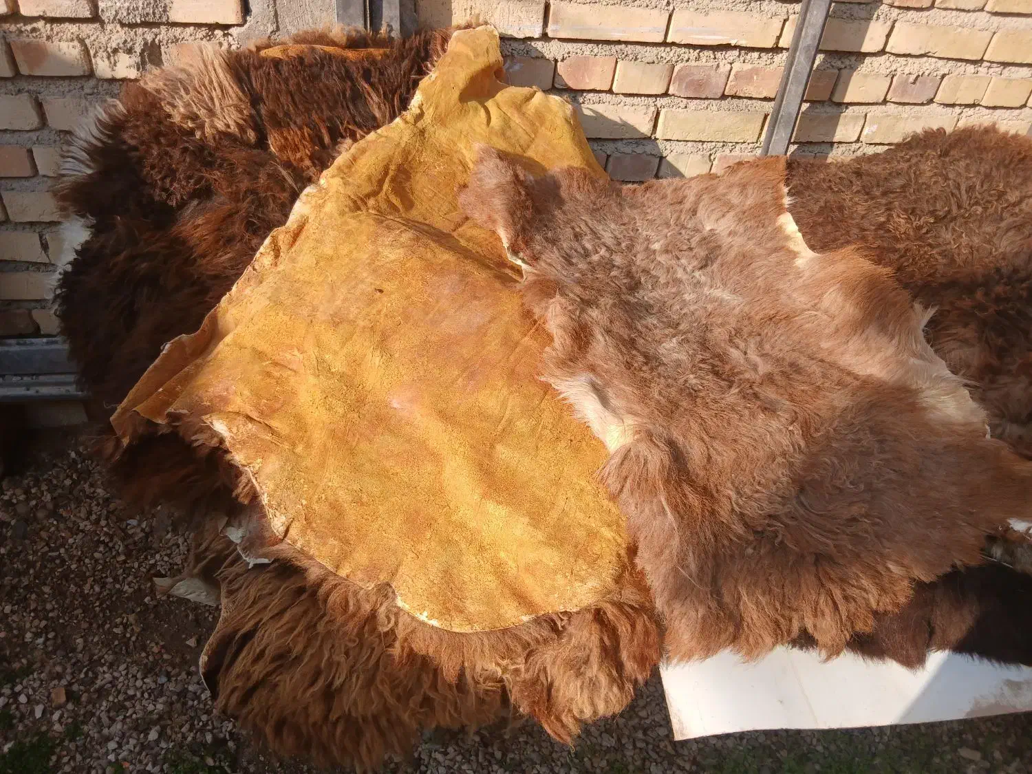 پوست گوسفند|پادری|گنبد کاووس, |دیوار