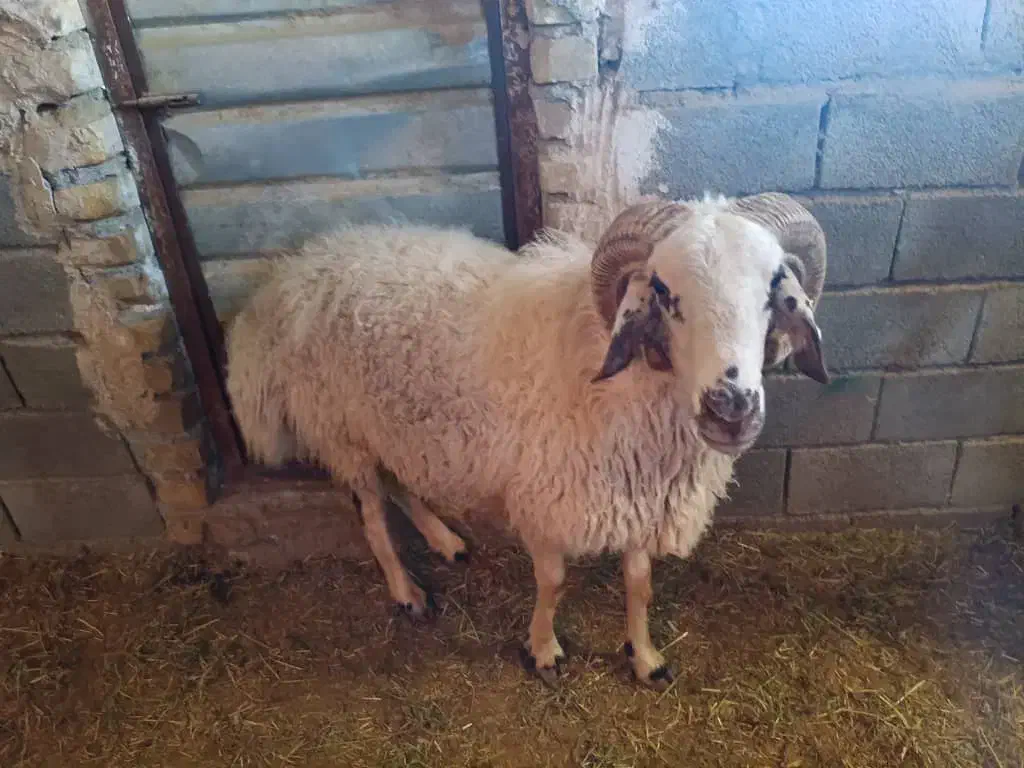 قوچ|حیوانات مزرعه|بافت, |دیوار