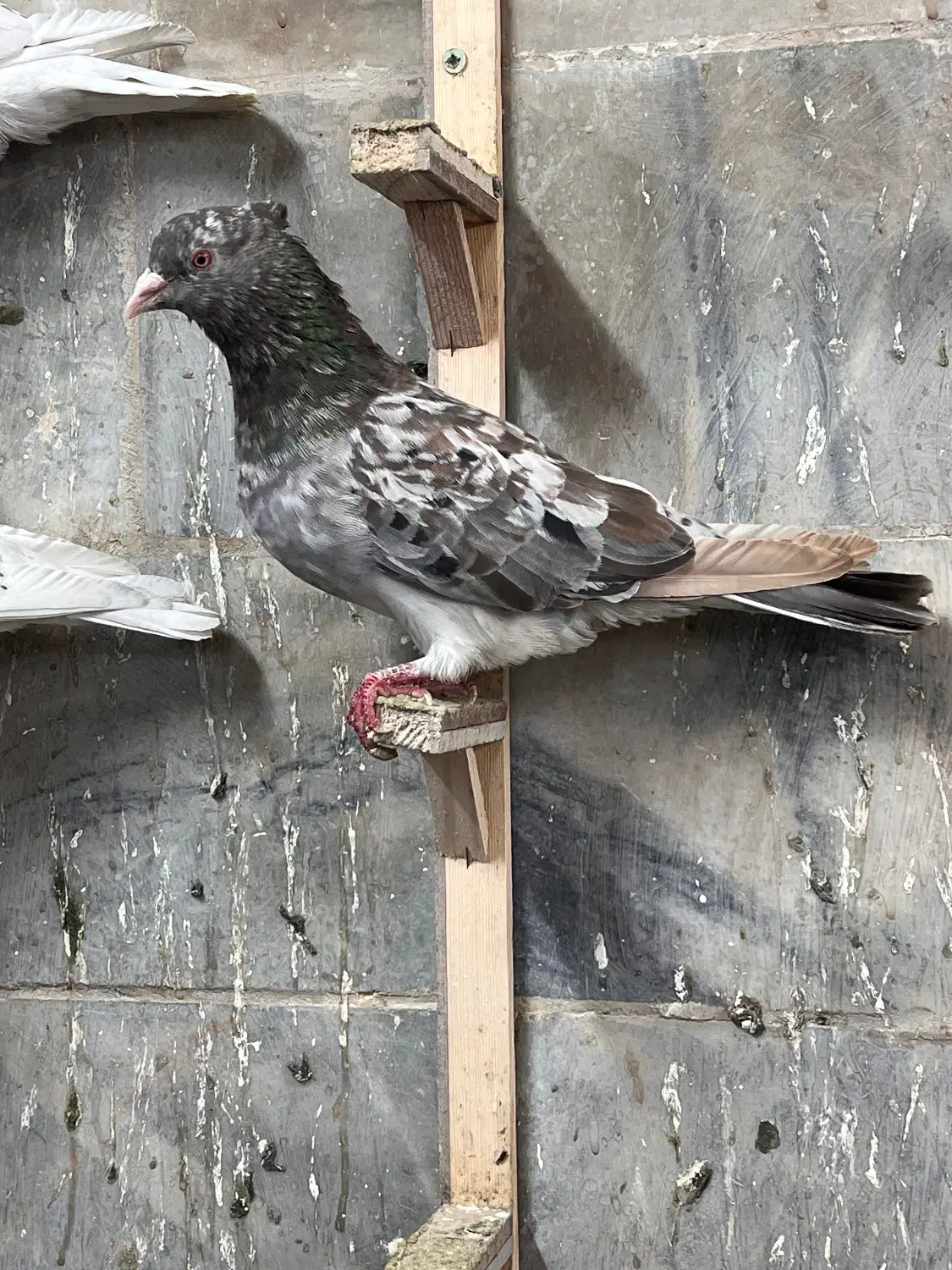 سار کاکلی نر|پرنده|مشهد, فاطمیه|دیوار