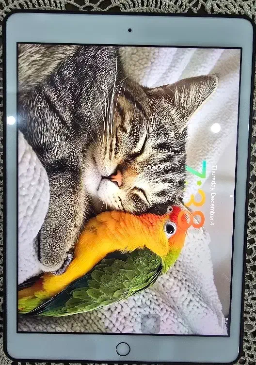 تبلت اپل iPad 8th 2020 Wifi|تبلت|شیراز, عفیفآباد|دیوار