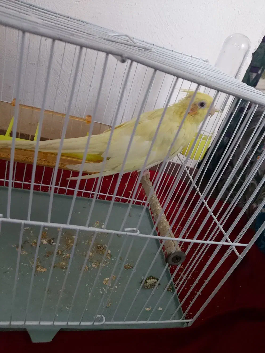 عروس هلندی. قفس|پرنده|سرخنکلاته, |دیوار