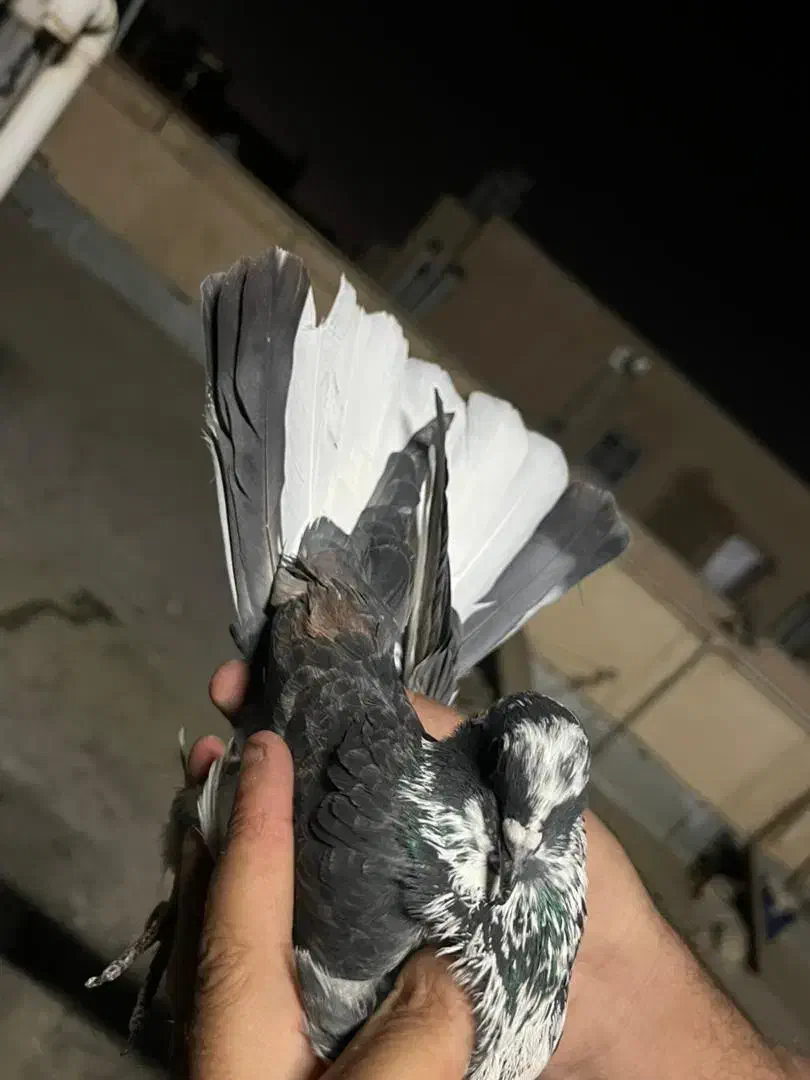 کبوتر پرشی|پرنده|پاکدشت, پاکدشت (مامازند)|دیوار