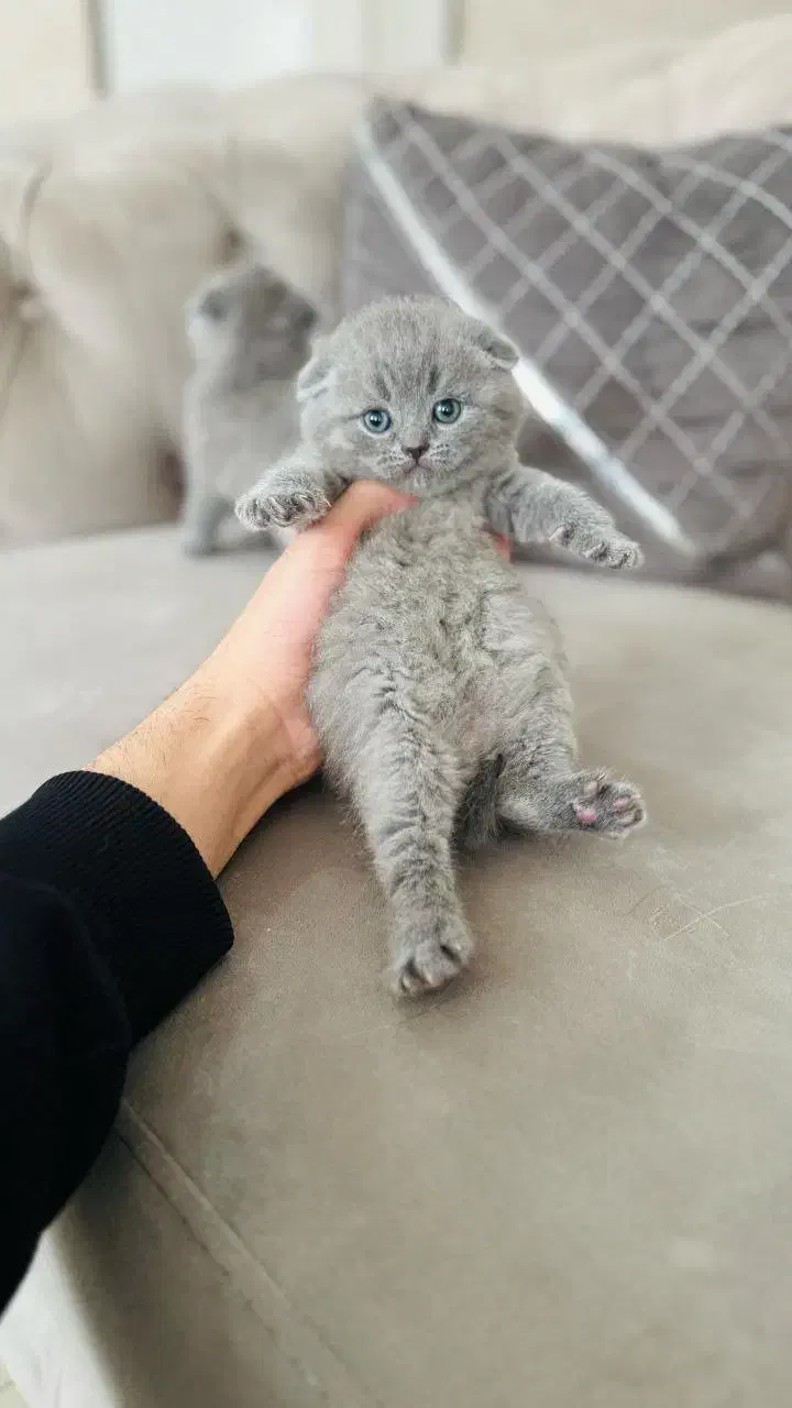 اسکاتیش های اصیل|گربه|مشهد, امیریه|دیوار