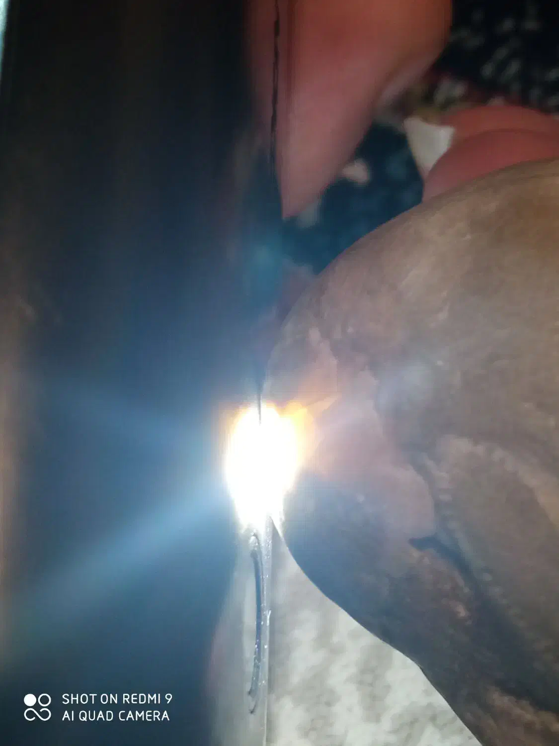 فسیل|کلکسیون اشیاء عتیقه|همدان, |دیوار